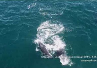 Graphic Drone Footage Shows Orcas Attack and Kill Dolphin