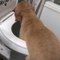 Mischievous Puppy Drinks From Toilet Bowl