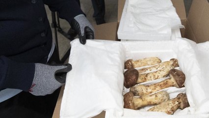 김정은 위원장이 선물한 송이버섯 2톤, 가격 보니... / YTN