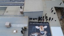 Activists Occupy Roof of Adelaide Slaughterhouse Accused of Animal Abuse