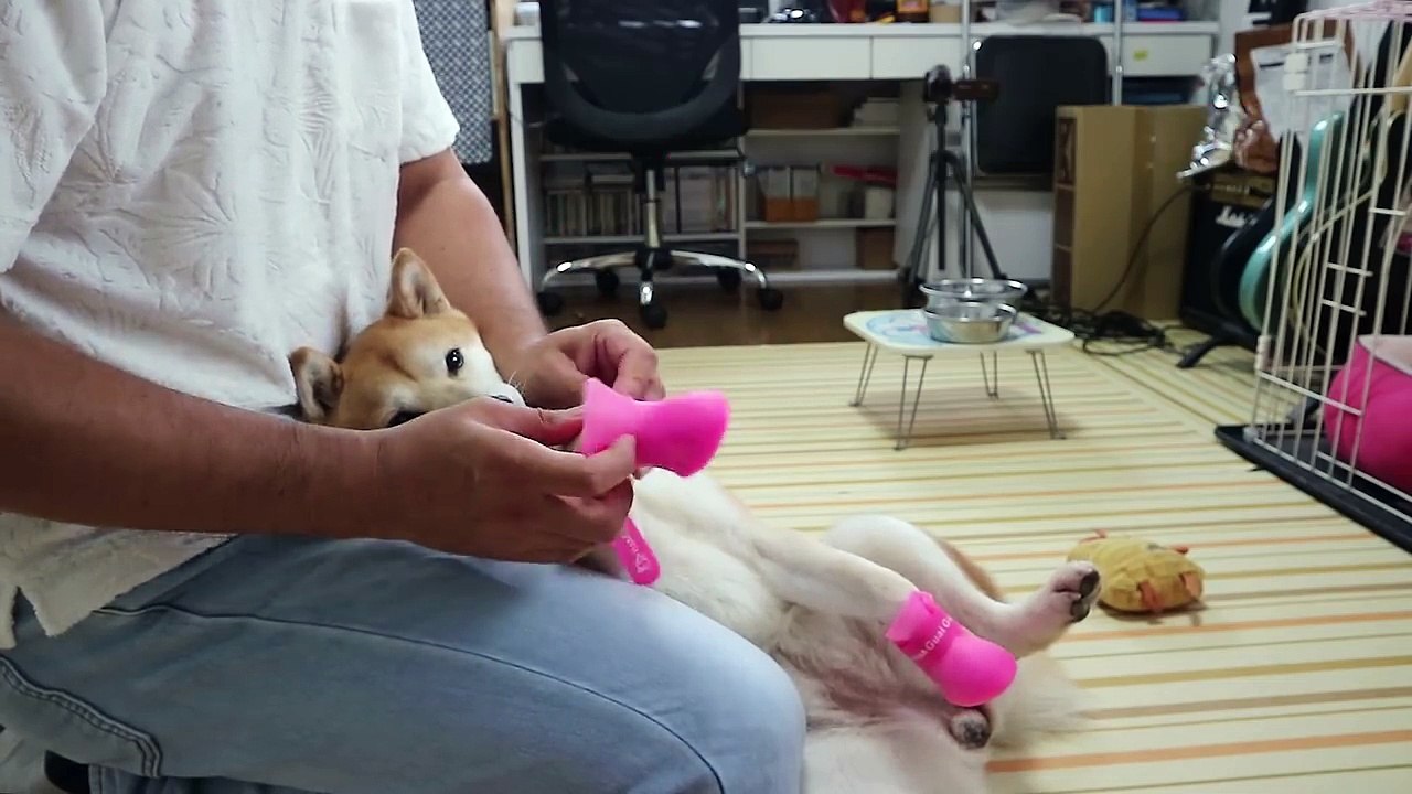 柴犬小春　【『可愛い』頂きました】雨なのでブーツで外に飛び出そう