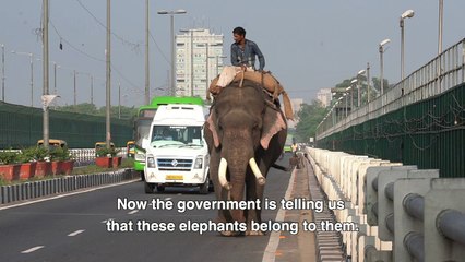 Delhi's last elephants await marching orders