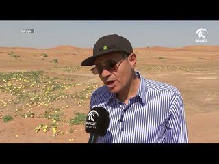 نبات الحنظل .. تحت مجهر فريق أبحاث من جامعة الشارقة لبحث فوائده