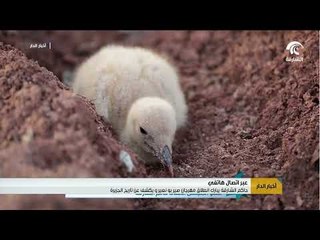 عبر اتصال هاتفي حاكم الشارقة يبارك انطلاق مهرجان صير بونعير و يكشف عن تاريخ الجزيرة