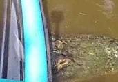 Boaters Get Shock of Their Lives When Alligator Appears Under Canoe
