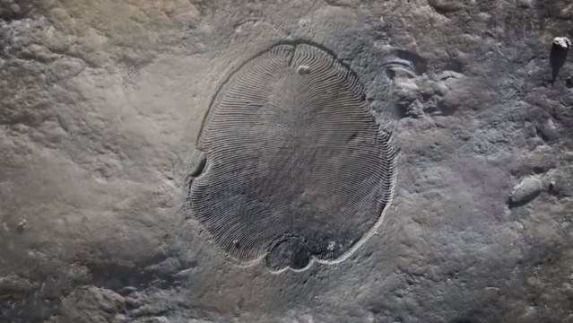Dickinsonia: el animal más antiguo sobre la faz de la Tierra.