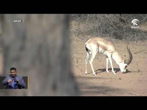 سلطان القاسمي يصدر مرسوماً آميرياً بإنشاء محمية الظليمة الطبيعية في الشارقة