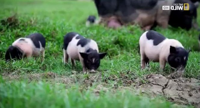 Everything You Didn't Know About Animals S01 - Ep03 Pigs, Wolves & Crows HD Watch