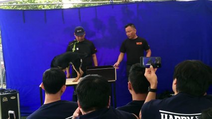 cánh huấn luyện chó con đúng theo nepopo