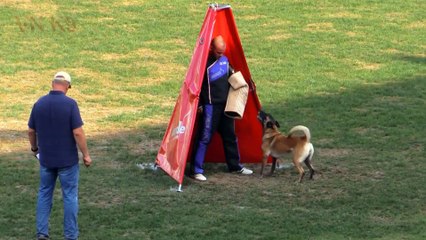 belgian malinois dog,Proficiat Nicole,ipo 2018,owner = Eric Rutten