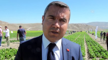 Beypazarı'nda 'Tarla Günü' etkinliği - ANKARA