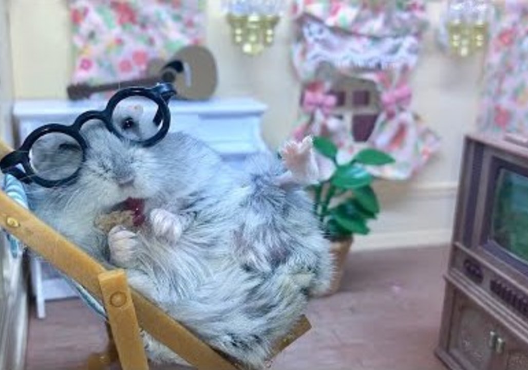 Cheerful Hamster Enjoys Tasty Treat During TV Time