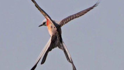 Bất Ngờ Trước Loài Chim Siêu Đẹp Siêu Hung Hăng