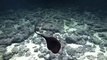 Des scientifiques filment un poisson très rare : grandgousier-pélican