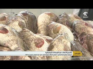 الموارد البشرية و التوطين تعفي 3815 منشأة قارب صيد من رسوم جميع خدماتها