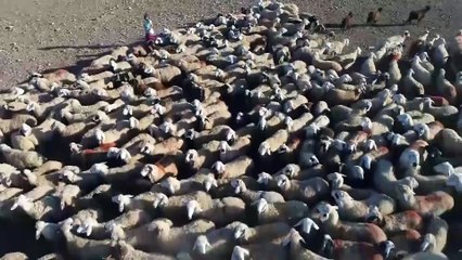 Sürülerin eve dönüş yolculuğu - ŞANLIURFA