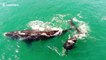 Drone captures mother whale and calf swimming off Chile