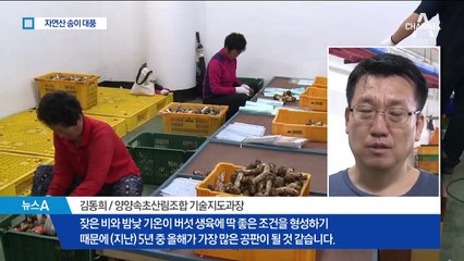 ‘양양 송이’ 풍작…김정은 선물 화제로 명절특수 기대