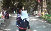 Pesona Hutan Bambu di Lereng Gunung Semeru