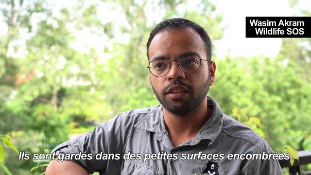 Les derniers éléphants de Delhi menacés d'expulsion