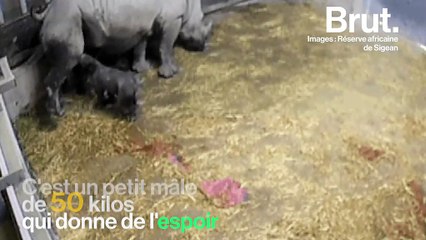La naissance de ce bébé rhinocéros blanc est une bonne nouvelle pour toute l’espèce