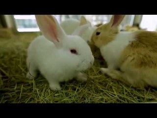 برنامج مدينتي -  قسم الخدمات البيطرية في بلدية الشارقة