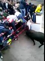 Un homme se fait violemment agresser par un taureau lors d'un lacher dans une ville espagnole