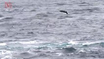 Why These Basking Sharks Are Leaping Out of the Water Is a Mystery