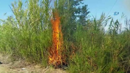 Sorgun Çamlığında orman yangını