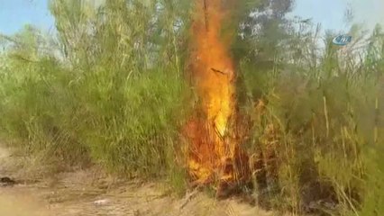 Sorgun Çamlığında Orman Yangını