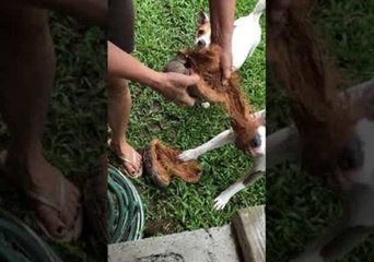 Dog Helps Husk Coconut