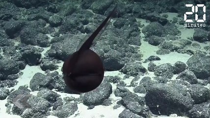 Une créature aquatique pas comme les autres - Le Rewind du vendredi 21 septembre