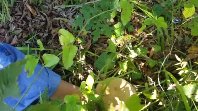 Sinop'un Ormanlarından Fesleğen Mantarı Fışkırıyor