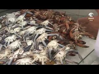 برنامج صباح الشارقة - فقرة سوق الجبيل 09 - 05 - 2018