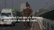 Inde : les derniers éléphants des rues bientôt sommés de quitter Delhi