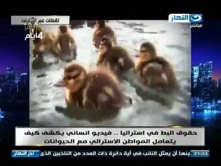 اخر النهار - حقوق البط في استراليا  تكشف كيف يتم التعامل الانساني مع الحيوانات