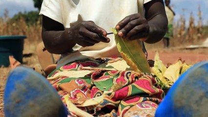 Malawi : quand la "maladie du tabac vert" consume les enfants