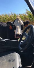 Farmer Scared by Protective Mama Cow