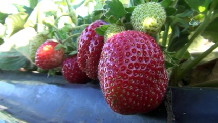 Çilek üretimiyle marka haline geldiler