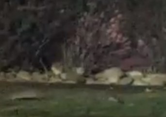 Mischief of Rats Caught on Camera Foraging in Colorado Neighborhood