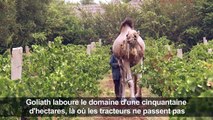 Dromadaire et bio: au Maroc, le vignoble de l'extrême