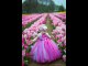 Baby Girls Frocks and Gown Beautiful designs