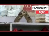 Hilarious Rats Having a 'Boxing Match' in a Kitchen Cupboard! | SWNS TV