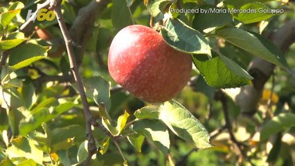 Apple Picking Season Is Here! The Top Tips You Need To Know