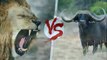 Animales salvajes - La batalla entre animales silvestres parte 2 - Leones, jaguares