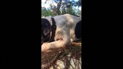 Rescuers aid North Carolina dogs after being stranded by flood waters