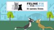 Feline Fix by Five: Veterinarians Update Best Practice for Spaying & Neutering Felines