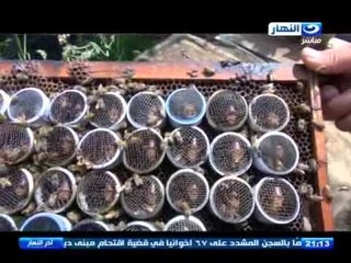 اخر النهار - حصة شبشير بالغربية .. اشهر قرية في انتاج عسل نحل