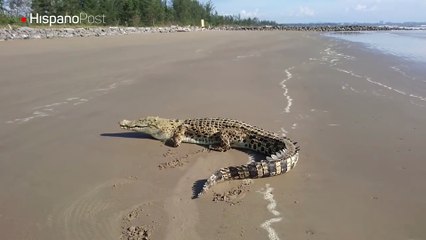 Creyó estar solo en la playa, pero se topó con que un cocodrilo también quería tomar sol