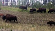 Mientras conducía por el campo se topó con una manada de búfalos salvajes